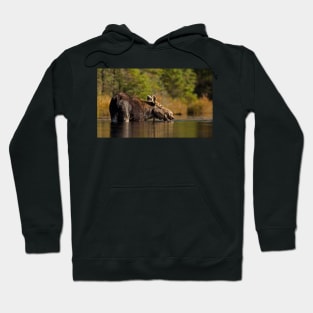 Swimming with Moose - Algonquin Park, Canada Hoodie